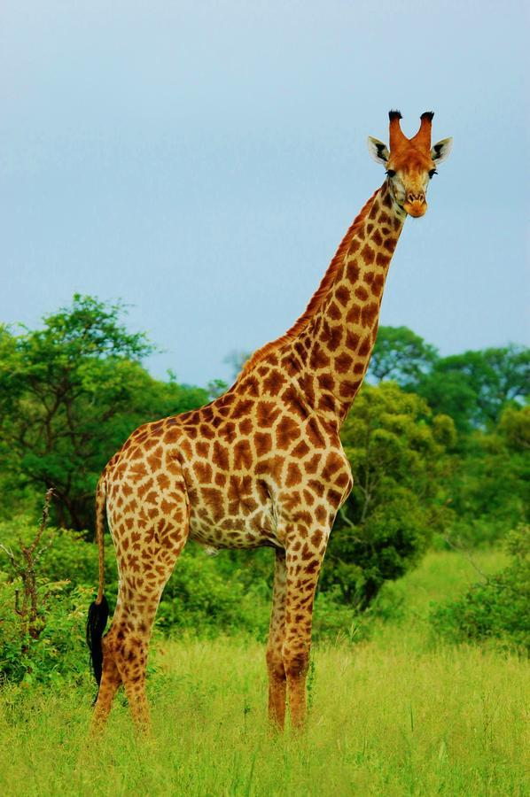 Legend Simba Safari - Legend Golf Safari Resort Golders Green Exterior foto